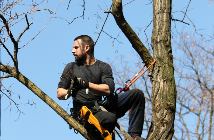 Beispielarbeit von Konstantin Wilde - Baumpflege - veröffentlicht auf Gartenbau.org